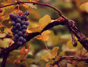 Un grappolo d'uva (fonte: eflon) (ANSA)