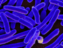 Batteri Escherichia coli (fonte: NIAID) (ANSA)