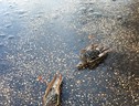 Botti: 'strage' uccelli a Roma, centinaia trovati su asfalto (ANSA)