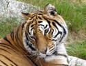 Una tigre (foto di archivio) (ANSA)