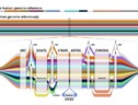Rappresentazione grafica del pangenoma. Le sequenze del Dna sono in parallelo e dove ci sono sequenze comuni si intersecano (fonte: Darryl Leja, NHGRI) (ANSA)