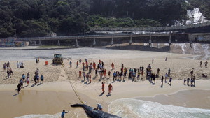 Whale found dead on Rio de Janeiro beach (ANSA)