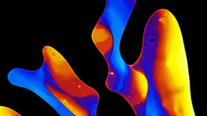 Cristalli liquidi visti al microscopio (fonte: John Goodby, The Liquid Crystal Group, The University of Hull) (ANSA)