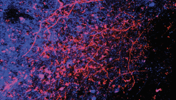 In rosso i neuroni del midollo spinale che comunicano con i neuroni della ricompensa nel cervello in blu (fonte: Abdus-Saboor Lab/Zuckerman Institute​​​​​​​) (ANSA)