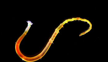 Per risolvere il mistero, i ricercatori hanno decodificato il Dna in tre specie di vermi marini invertebrati (fonte: Chema Martin) (ANSA)