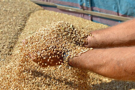 'Finalizzato il piano di Kiev sul grano, lavoro efficiente'