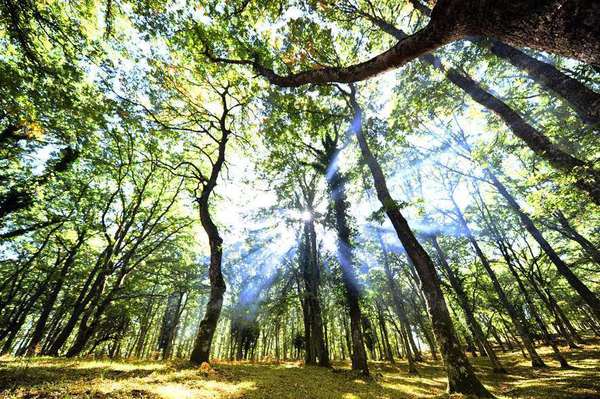I faggi della Foresta Umbra riconosciuti dall'Unesco © ANSA