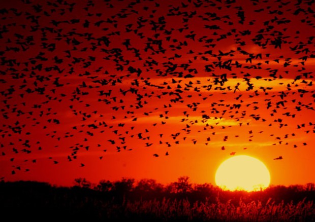 Le migrazioni degli uccelli anticipate dal cambiamento climatico (fonte: Jerry Segraves) © Ansa
