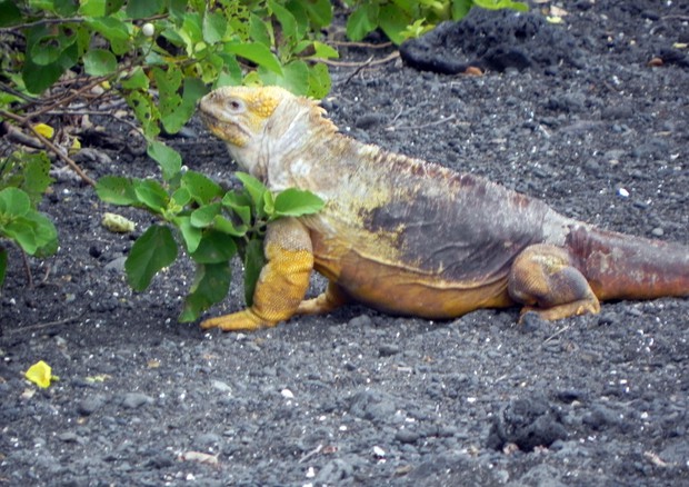 Animal Watching: Iguana delle Galapagos - Maria Pia Zini © ANSA