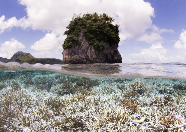 Sos per sbiancamento dei coralli Australia, stress da calore © ANSA