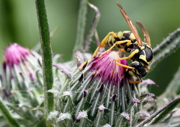 Primo via libera alla diffusione della vespa samurai contro le cimici © ANSA