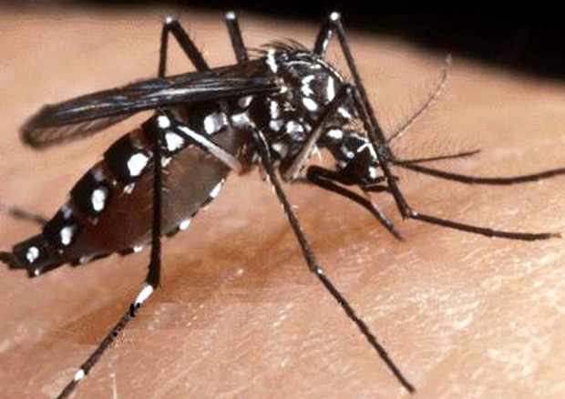 Chikungunya: Regione Lazio, isolato il virus © ANSA