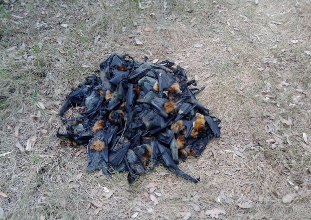 Pipistrelli frutta morti in Australia - Foto: Pagina Facebook - Help Save the Wildlife and Bushlands in Campbelltown © ANSA