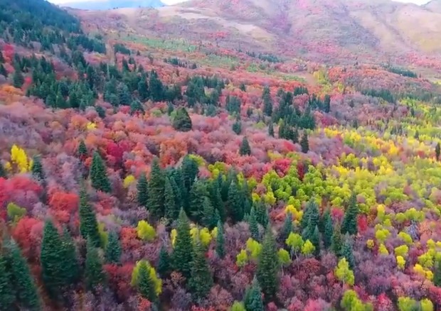 Un fermo immagine del video dal drone sui boschi dello Utah © Ansa