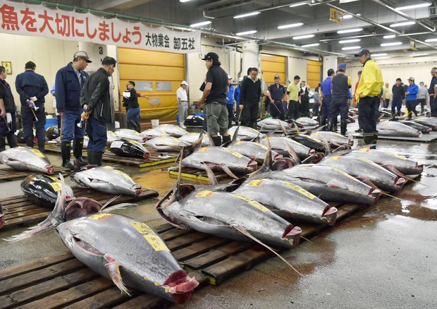 mercato del tonno in Giappone © AP
