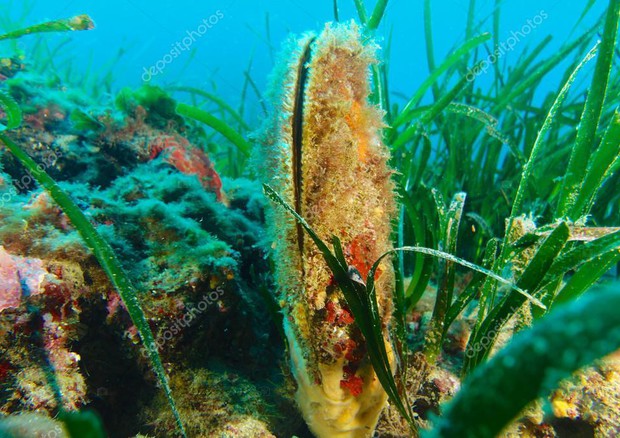 Nacchere di mare a rischio estinzione © ANSA