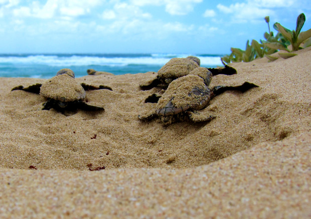 Tornano tartarughe su spiaggia Mumbai ripulita da plastica © ANSA