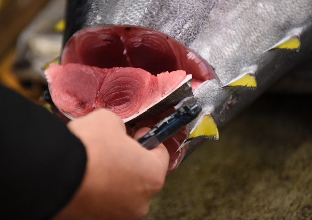 Iccat conferma l'aumento quote per tonno rosso +20% © ANSA