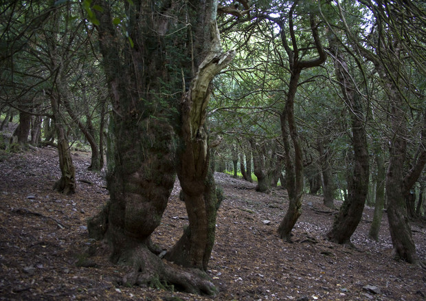 La foresta di Tassi di  Sos Nibberos (fonte: Aurelio Candido, Flickr) © Ansa