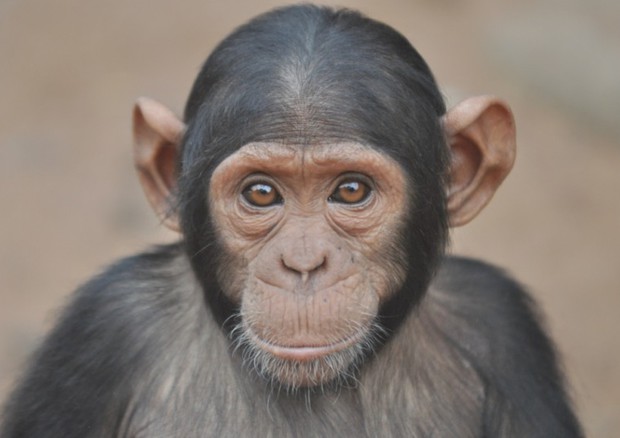 Arriva la prima Giornata mondiale dello scimpanzè © ANSA