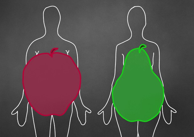 Le due tipologie di grasso, a mela (addominale) e a pera (sui fianchi) © Ansa