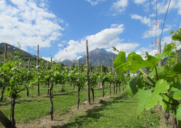 Cambiamento climatico rivoluziona il modo di fare vino (nella foto d'archivio la Val d'Ossola) © ANSA