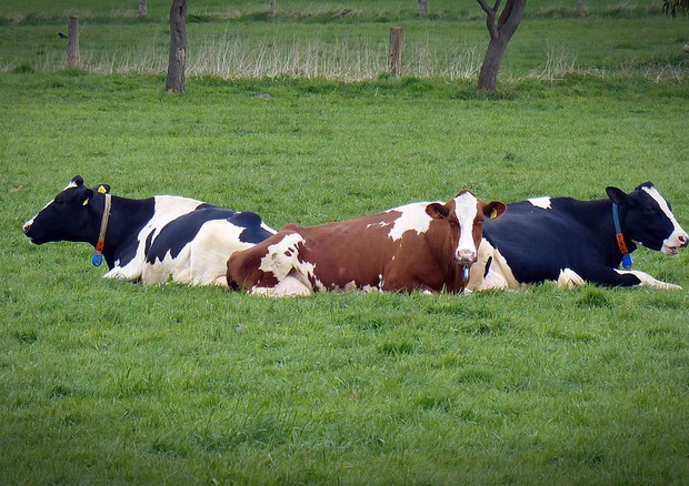 Mucche da latte (fonte: Pixabay) © Ansa