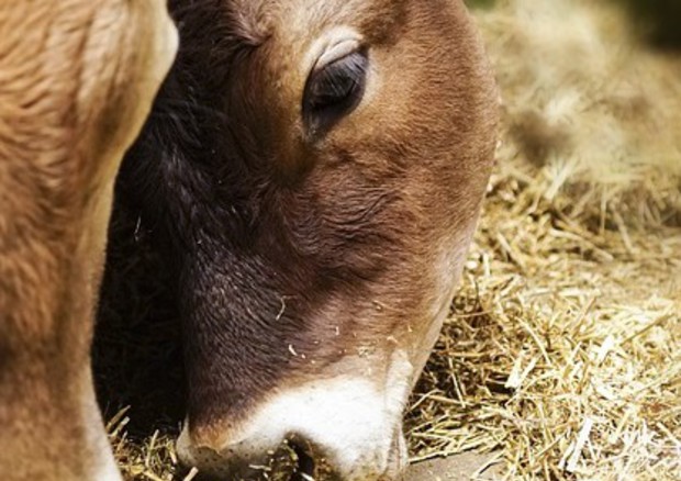 Maltempo: Coldiretti, Sos mucche senza fieno e campi allagati (fonte: Pixabay) © Ansa