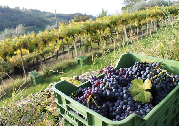 Amarone uva vendemmia (foto Consorzio Valpolicella) © ANSA