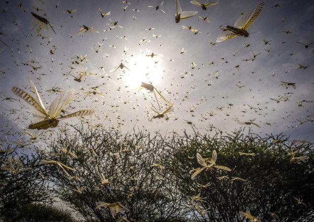 Onu, è emergenza locuste in Africa orientale © EPA