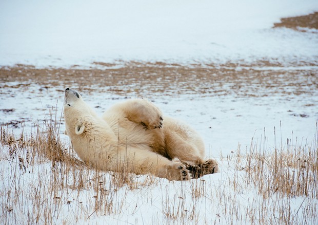 Un orso polare (Wwf - foto Elisabeth Kruger) © Ansa
