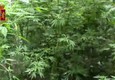 'Ndrangheta: trovate 26mila piante di marijuana © ANSA