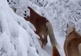 Castelluccio a Norcia, spettacolare transumanza di cavalli nella neve © ANSA