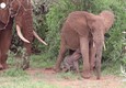 Kenya: elefantessa partorisce due gemelli, un maschio e una femmina (ANSA)