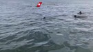 La liberazione del cucciolo di delfino rimasto intrappolato in una rete a Cagliari (ANSA)