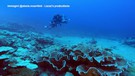La barriera corallina e' a forma di rose, la scoperta dell'Unesco a Tahiti (ANSA)