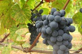 Parlamento Ue boccia misure vino e frutta, 'insufficienti' (ANSA)