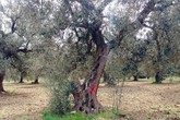 Xylella, milioni olivi colpiti, 350 esperti cercano rimedio (ANSA)