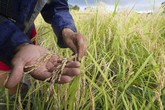Bilancio Ue: agricoltori, tagli Pac vanno contro aree rurali (ANSA)