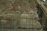 Allevamento: Efsa, ampliare gabbie convenzionali per i conigli (ANSA)