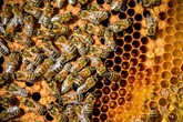 Parlamento europeo corre in soccorso della salute delle api (ANSA)