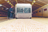 In Belgio e Paesi Bassi schiusa uova in azienda per ridurre antibiotici (ANSA)