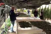 A Canosa di Puglia una piantagione di marijuana