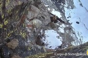 Gipeto ripreso da una webcam di sorveglianza in Valle d'Aosta