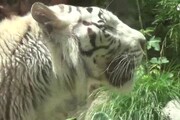 Tigre bianca del Bengala in salvo al Bioparco