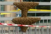 Sciame di api in centro a Roma