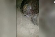 Tartaruga depone uova sulla spiaggia di Ardea