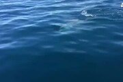 Coppia di delfini avvistata nel Cilento