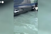 Sopravvivenza felina nell'alluvione a Dubai