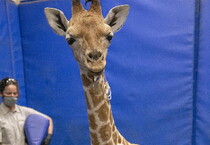 Il cucciolo di giraffa Msituni (ANSA)